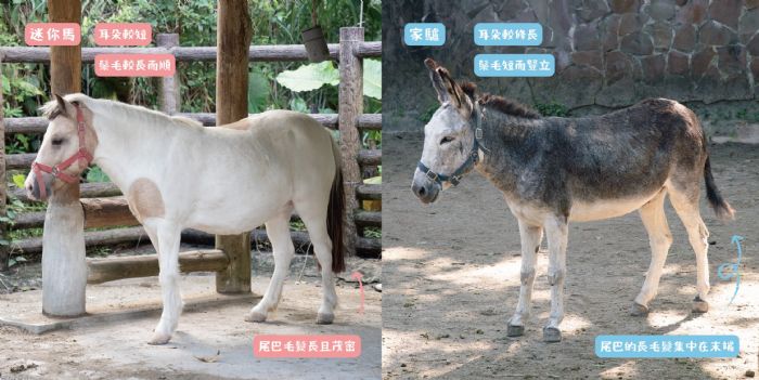 別再傻傻分不清！臺北動物園教你一眼看懂 迷你馬 vs. 家驢